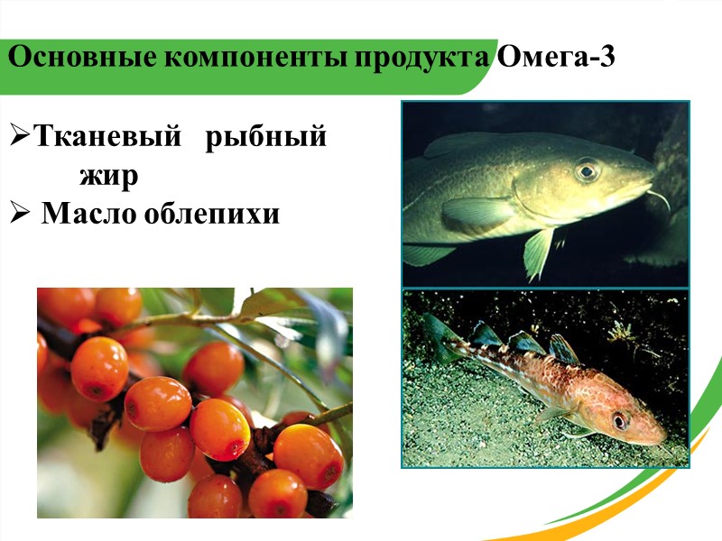 Основные компоненты продукта Омега-3 Тканевый   рыбный  жир  Масло облепихи